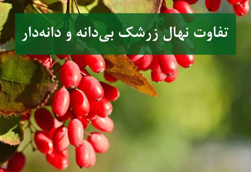 تفاوت نهال زرشک بی‌دانه و دانه‌دار + مقایسه انواع زرشک