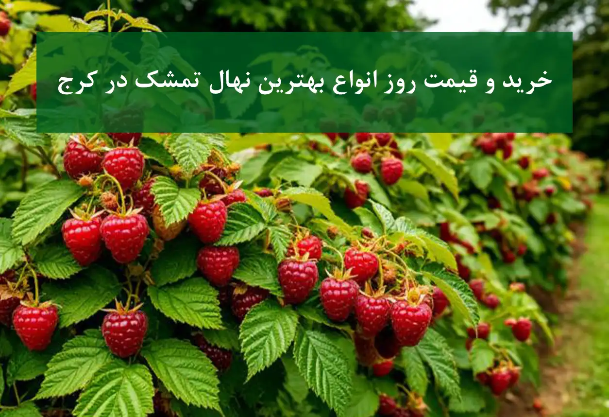 خرید بهترین نهال گواوا شناسنامه دار گلدانی + نهال سالم و پربار