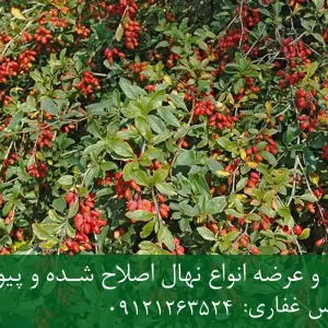 خرید عمده و قیمت نهال زرشک بی‌دانه + نهال سالم