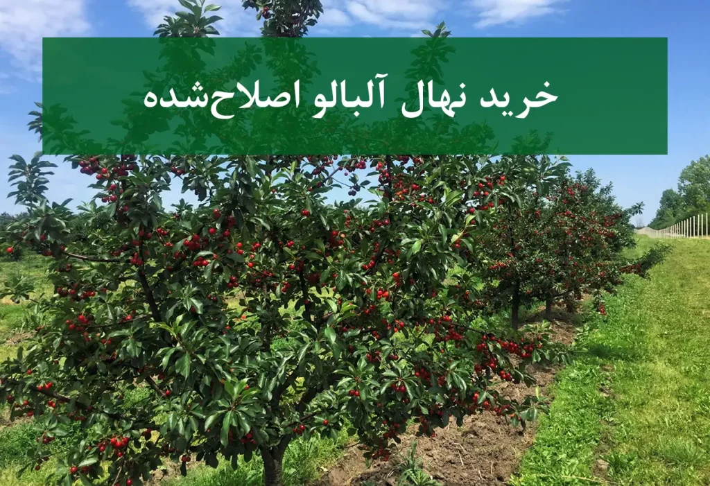 خرید نهال آلبالو اصلاح شده + نهال سالم و پربار