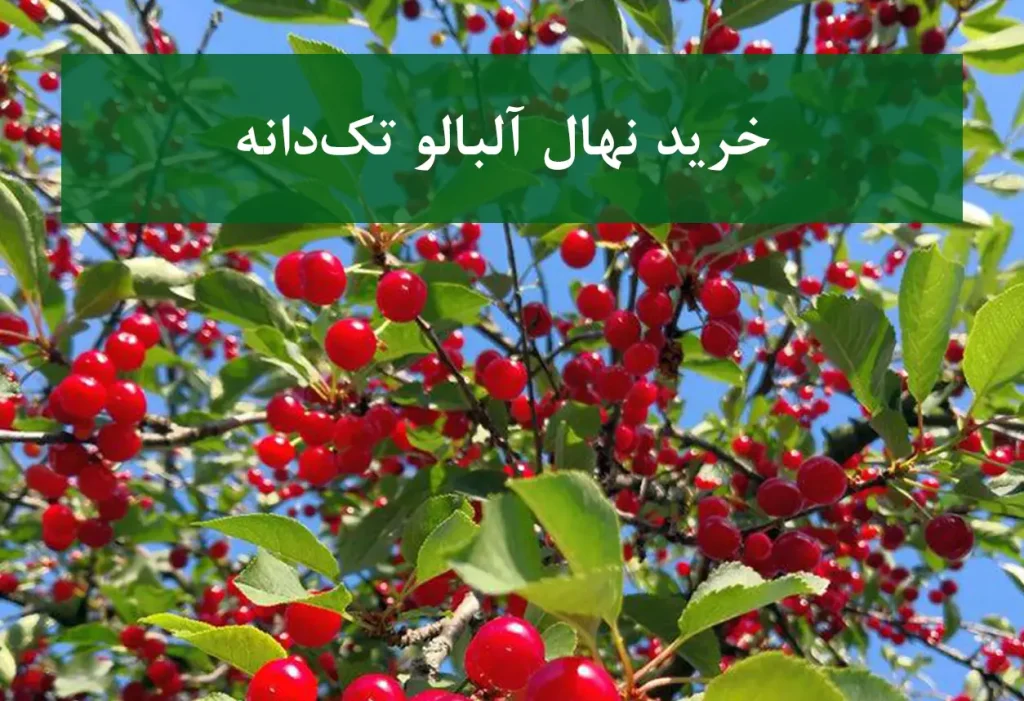خرید نهال آلبالو تک‌دانه + نهال سالم و پربار