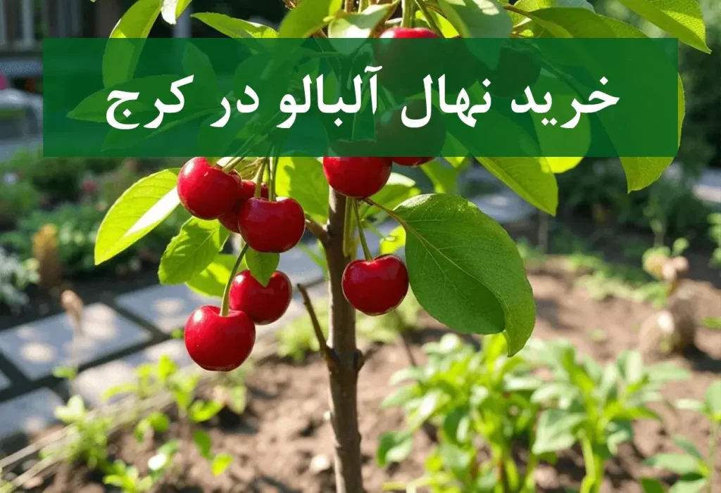 خرید نهال آلبالو در کرج + نهال شناسنامه‌دار و اصلاح شده