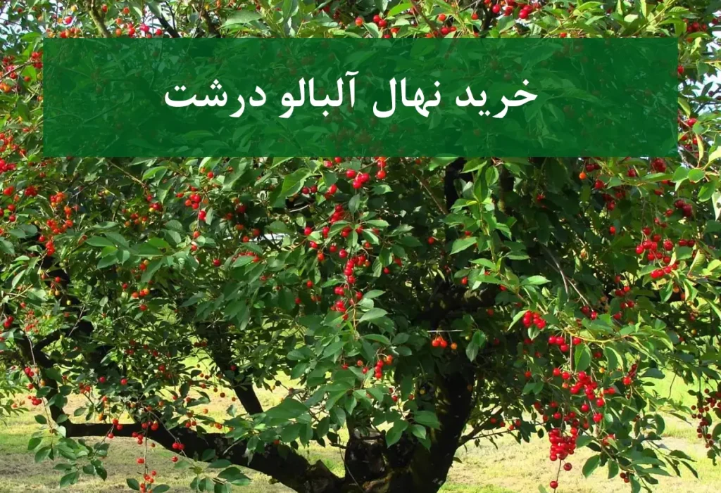 خرید نهال آلبالو درشت + نهال سالم و پربار