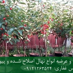 خرید نهال آلبالو زودبازده گلدانی + نهال سالم و پربار