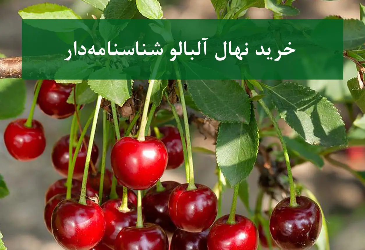 خرید نهال آلبالو شناسنامه دار + نهال سالم و پربار