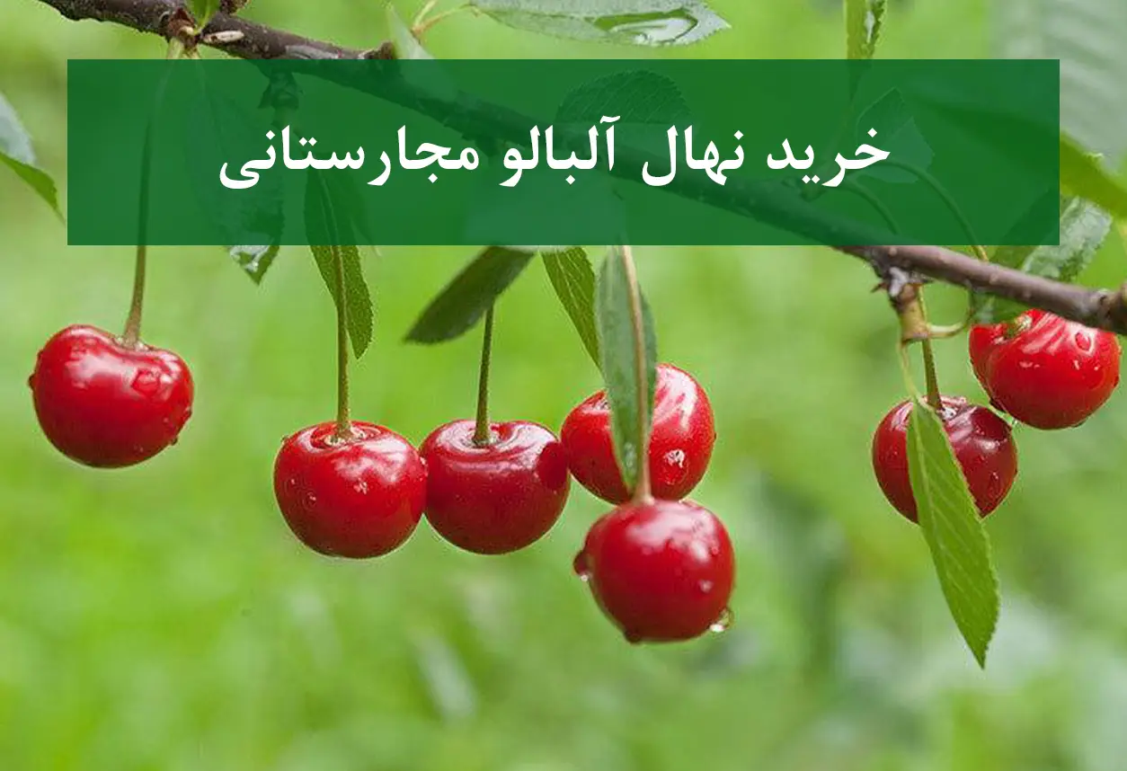 خرید نهال آلبالو مجارستانی + نهال سالم و پربار