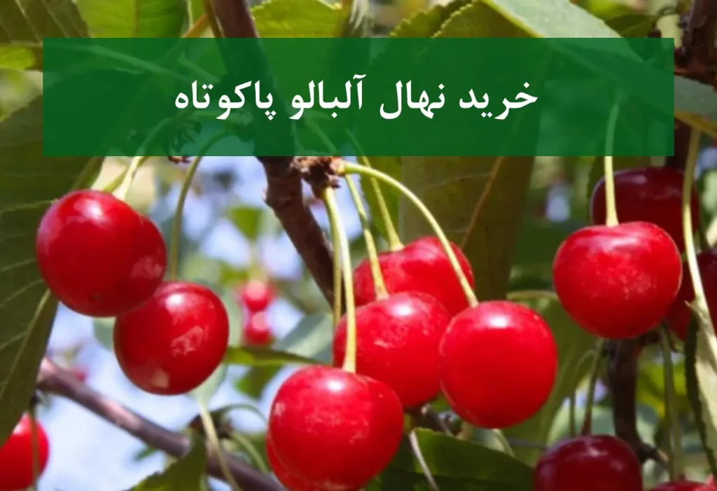 خرید نهال آلبالو پاکوتاه + نهال سالم و پربار