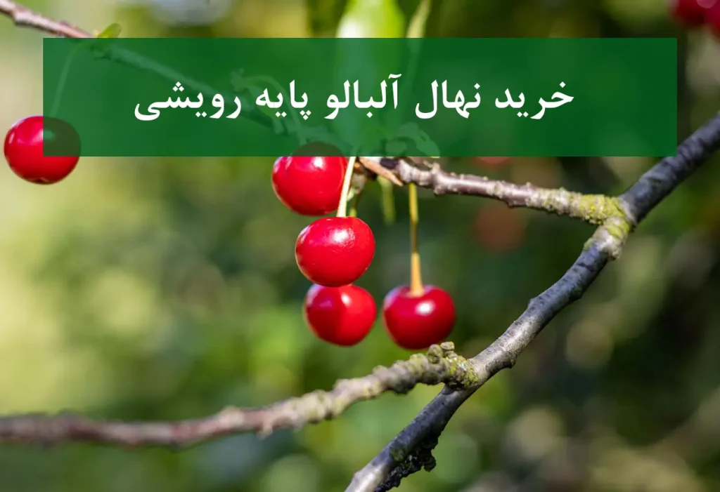 خرید نهال آلبالو پایه رویشی + نهال سالم و پربار