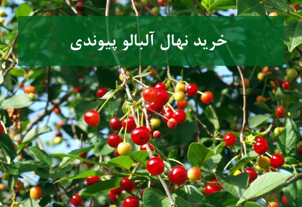 خرید نهال آلبالو پیوندی + نهال سالم و پربار