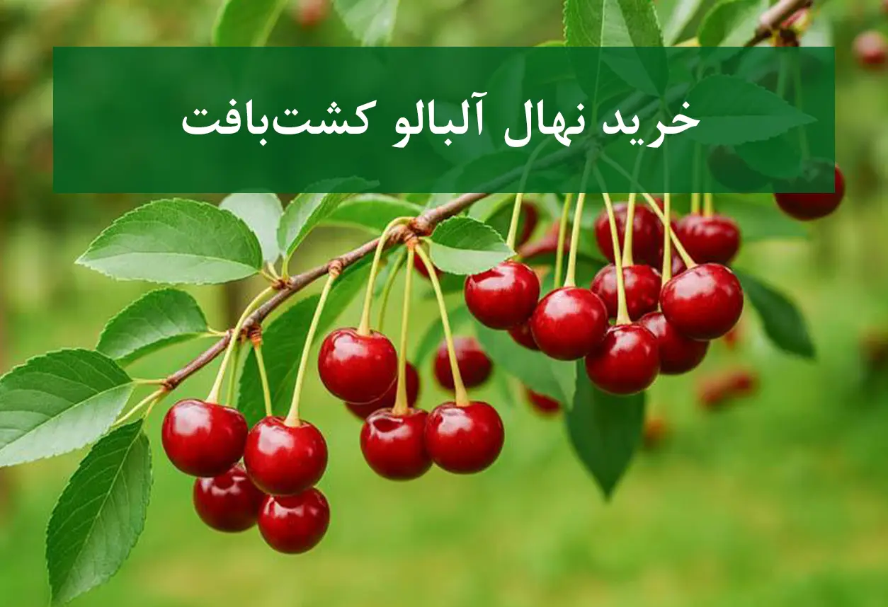 خرید نهال آلبالو کشت بافت + نهال سالم و پربار