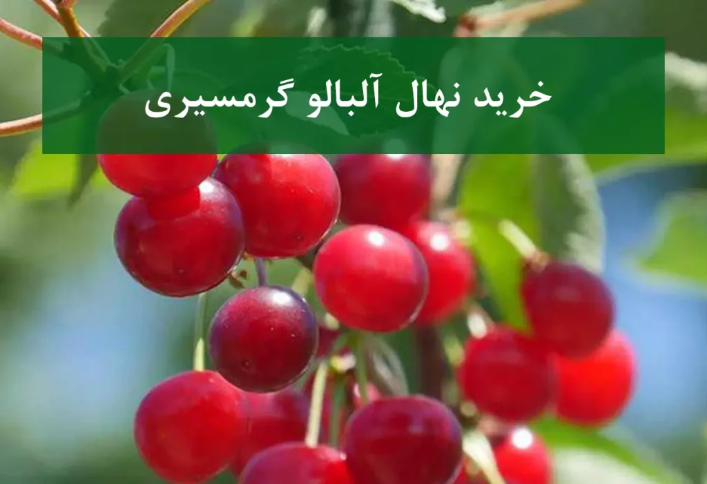 خرید نهال آلبالو گرمسیری + نهال سالم و پربار