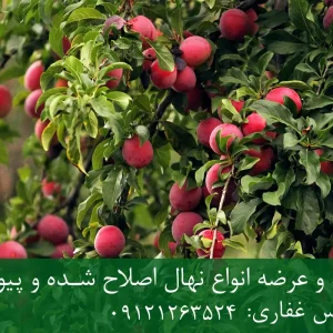 خرید نهال آلو اصلاح شده + نهال سالم و پربار