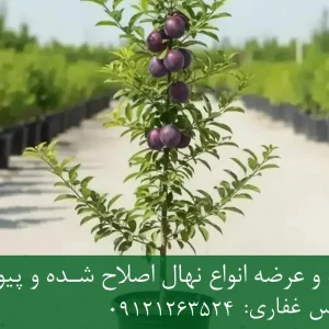 خرید نهال آلو زودبازده گلدانی + نهال سالم و پربار