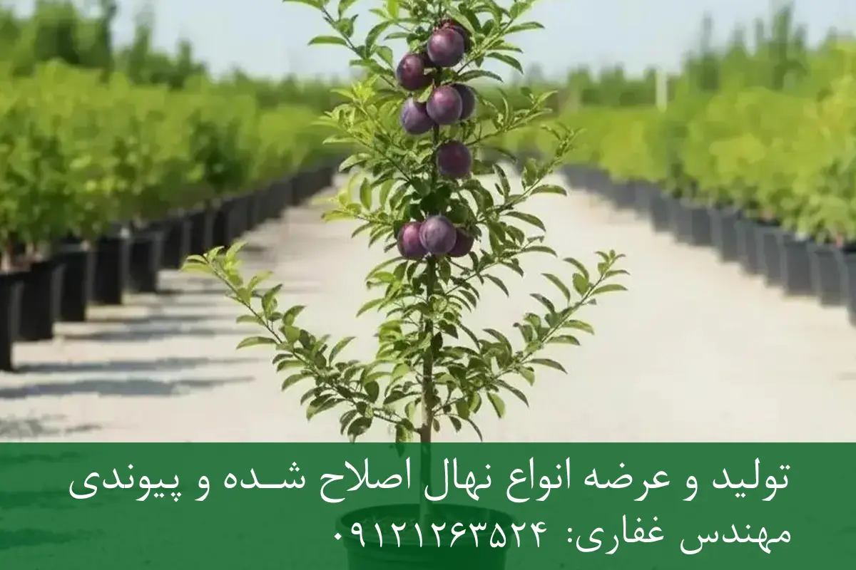 خرید نهال آلو زودبازده گلدانی + نهال سالم و پربار خرید نهال آلو زودبازده گلدانی + نهال سالم و پربار