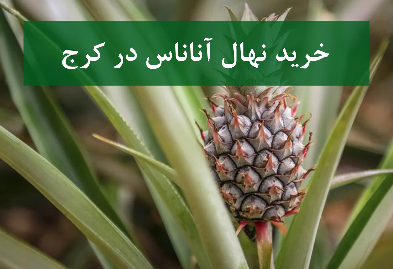 خرید نهال آناناس در کرج + نهال شناسنامه‌دار و اصلاح شده