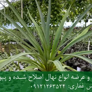 خرید نهال آناناس دیرگل گلدانی + گیاه سالم و باکیفیت