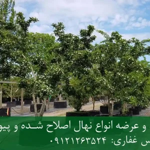 خرید نهال ازگیل اصلاح شده گلدانی + نهال سالم و پربار