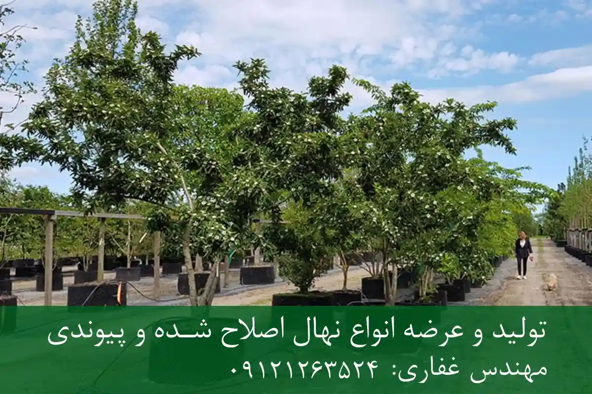 خرید نهال ازگیل اصلاح شده گلدانی + نهال سالم و پربار خرید نهال ازگیل اصلاح شده گلدانی + نهال سالم و پربار