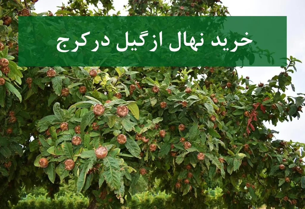 خرید نهال ازگیل در کرج + نهال شناسنامه‌دار و اصلاح شده