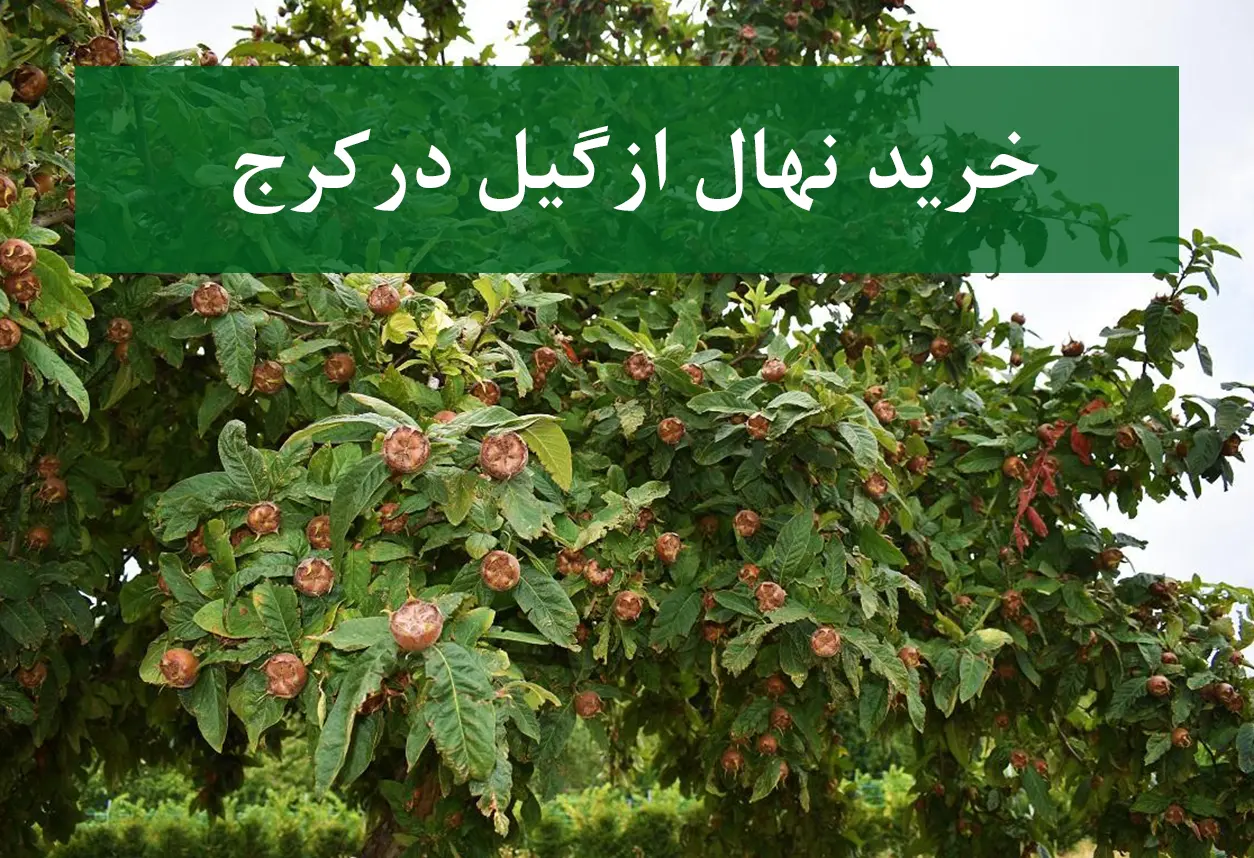 خرید نهال ازگیل در کرج + نهال شناسنامه‌دار و اصلاح شده