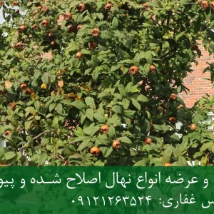 خرید نهال ازگیل زودبازده + نهال سالم و پربار
