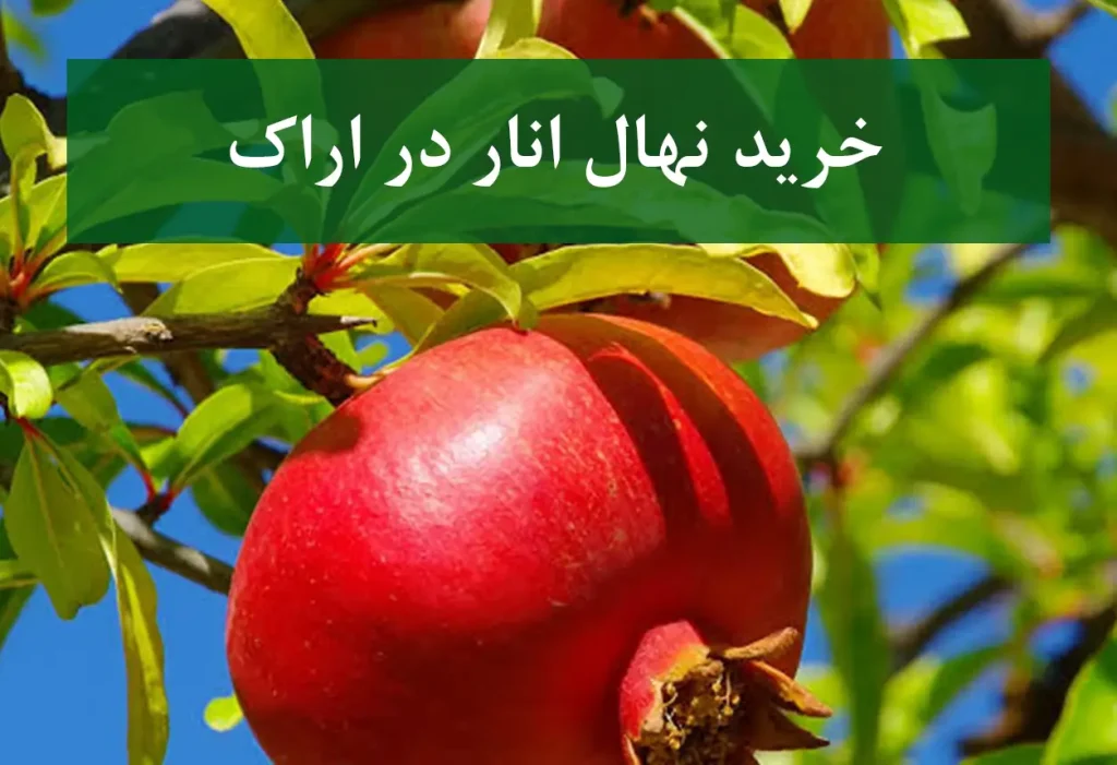 خرید نهال انار در اراک + نهال انار اصلاح شده و شناسنامه‌دار