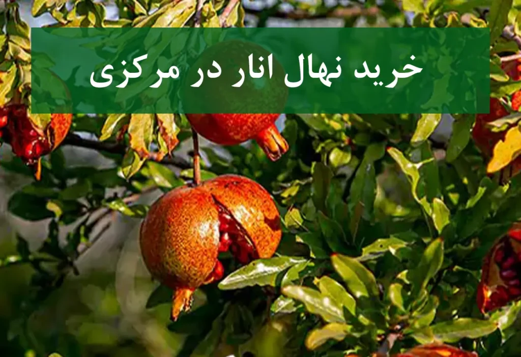 خرید نهال انار در استان مرکزی + نهال انار اصلاح شده و شناسنامه‌دار