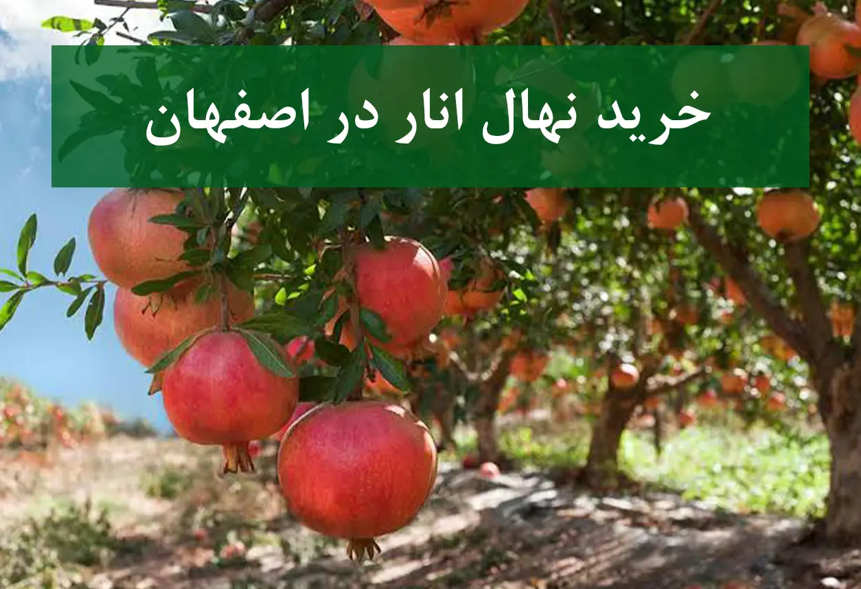 خرید نهال انار در اصفهان + نهال انار پیوندی و پربار