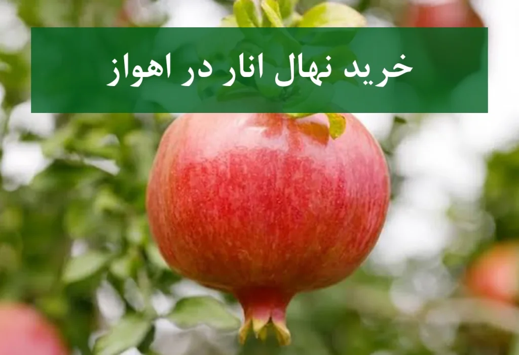 خرید نهال انار در اهواز + نهال انار اصلاح شده و شناسنامه‌دار