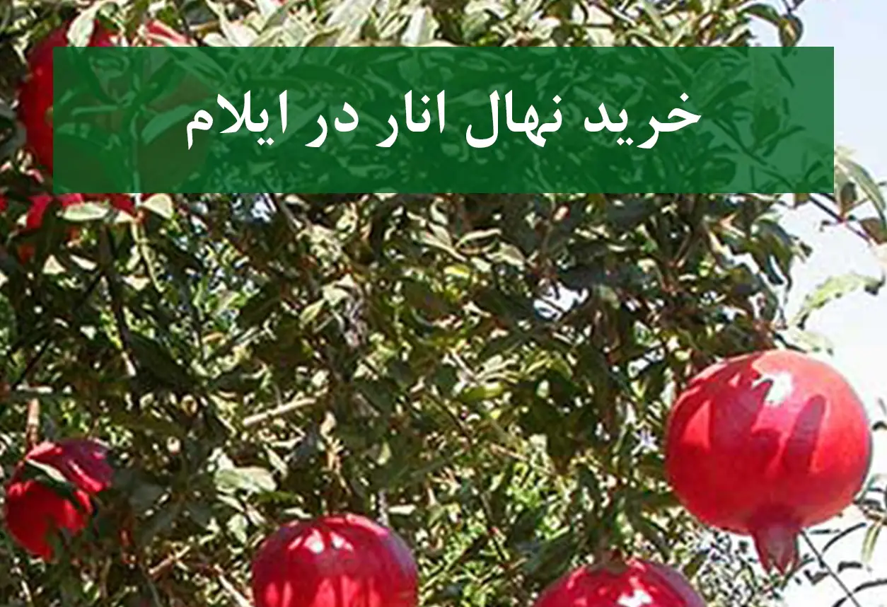خرید نهال انار در ایلام + نهال انار اصلاح شده و شناسنامه‌دار