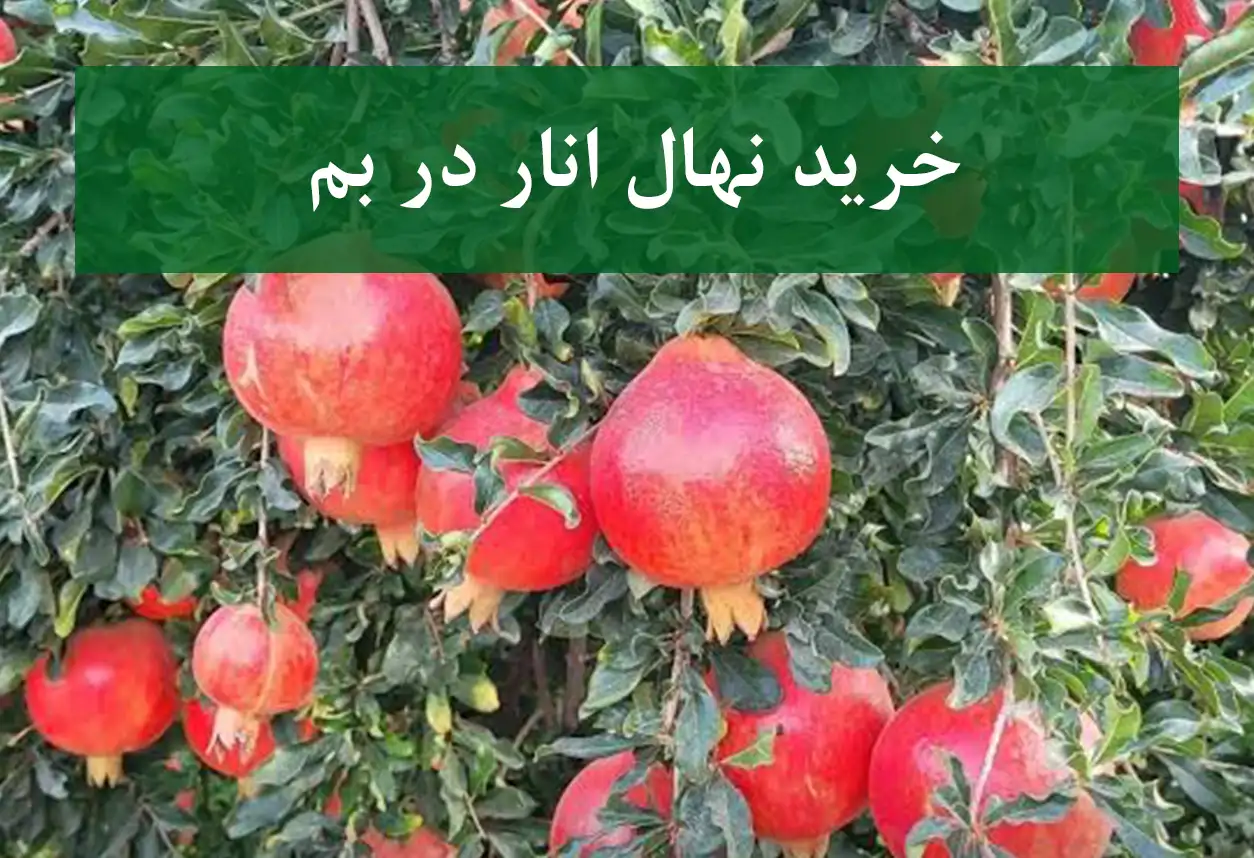 خرید نهال انار در بم + نهال انار اصلاح شده و شناسنامه‌دار