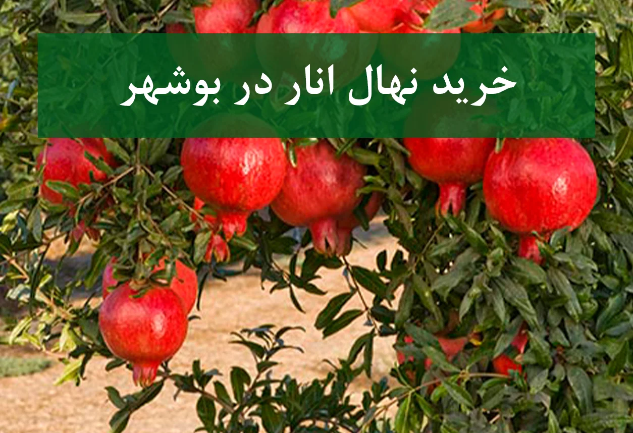 خرید نهال انار در بوشهر + نهال انار پیوندی و پربار