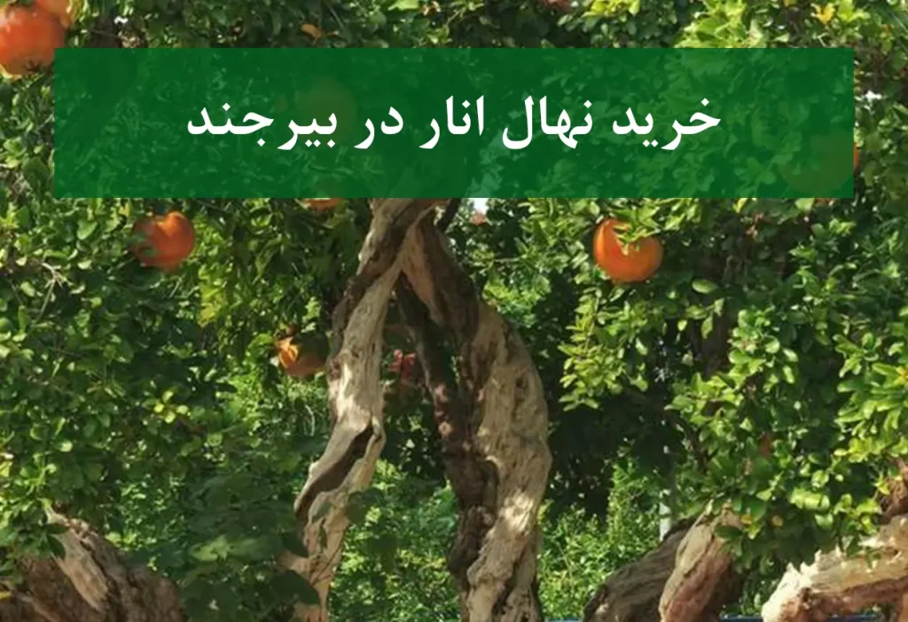 خرید نهال انار در بیرجند + نهال انار پیوندی و پربار