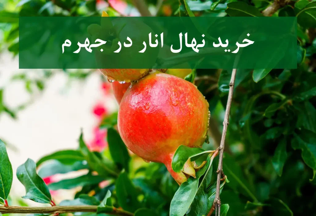 خرید نهال انار در جهرم + نهال انار مقاوم و پربازده