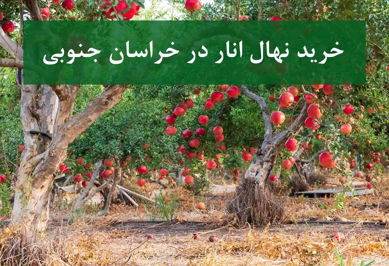 خرید نهال انار در خراسان جنوبی + نهال انار پیوندی و پربار