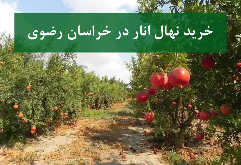خرید نهال انار در خراسان رضوی + نهال انار اصلاح شده و شناسنامه‌دار