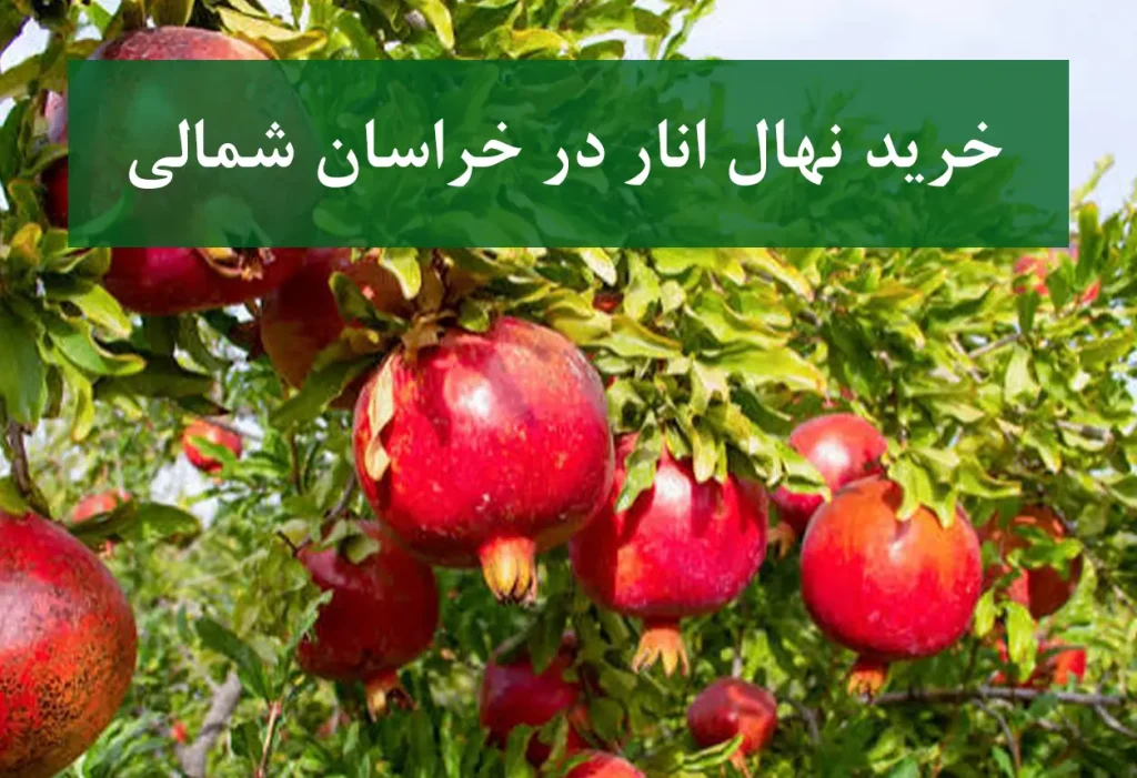 خرید نهال انار در خراسان شمالی + نهال انار پیوندی و پربار
