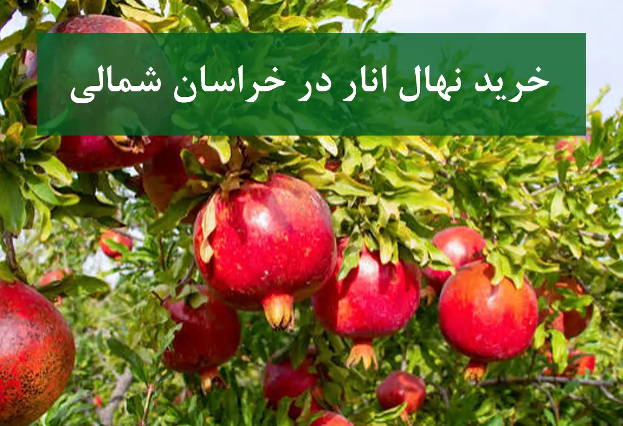 خرید نهال انار در خراسان شمالی + نهال انار پیوندی و پربار