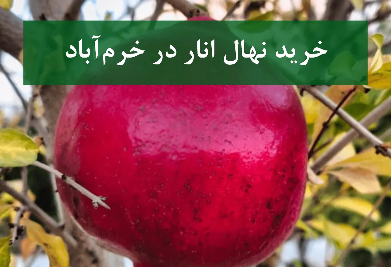 خرید نهال انار در خرم‌آباد + نهال انار پیوندی و پربار