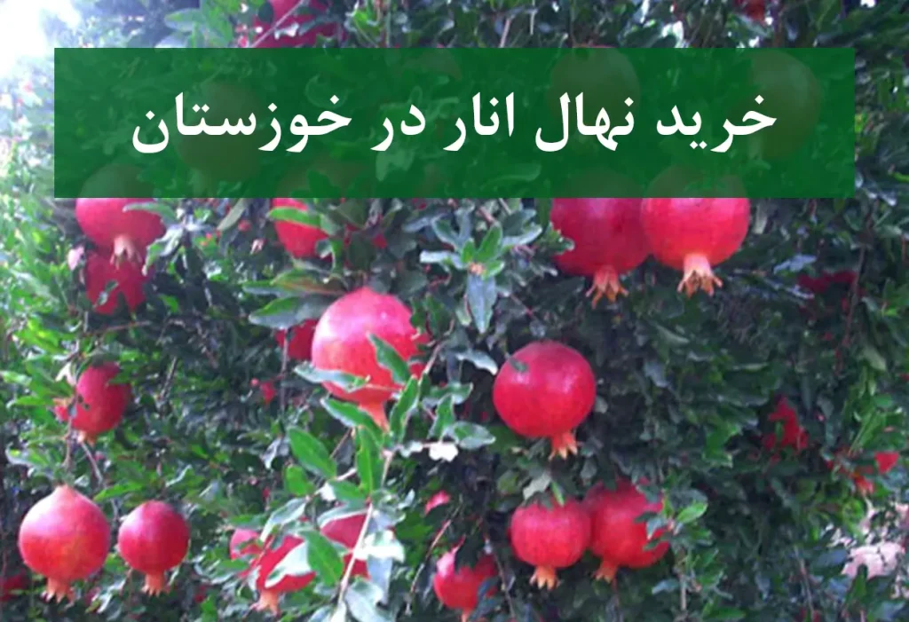 خرید نهال انار در خوزستان + نهال انار پیوندی و پربار