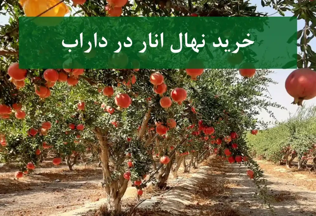خرید نهال انار در داراب + نهال انار اصلاح شده و شناسنامه‌دار