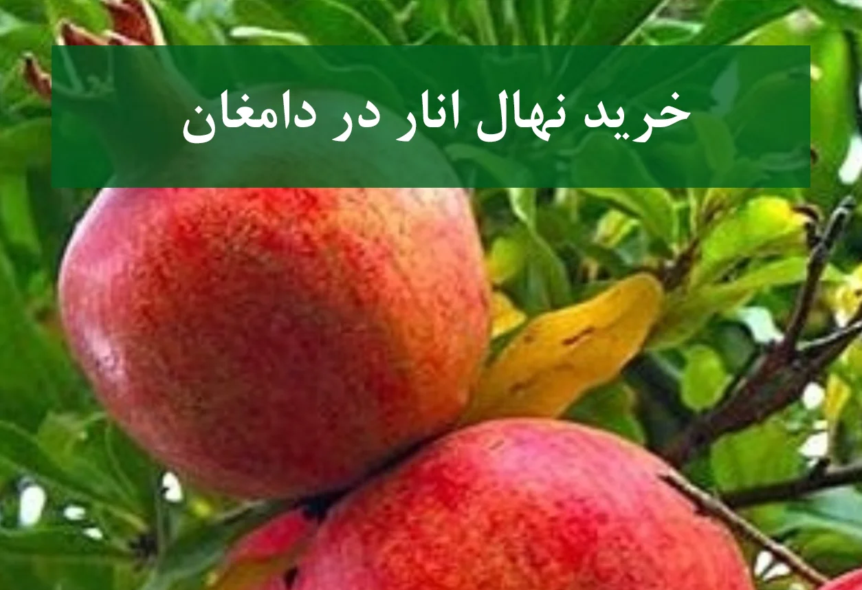 خرید نهال انار در دامغان + نهال انار پیوندی و پربار