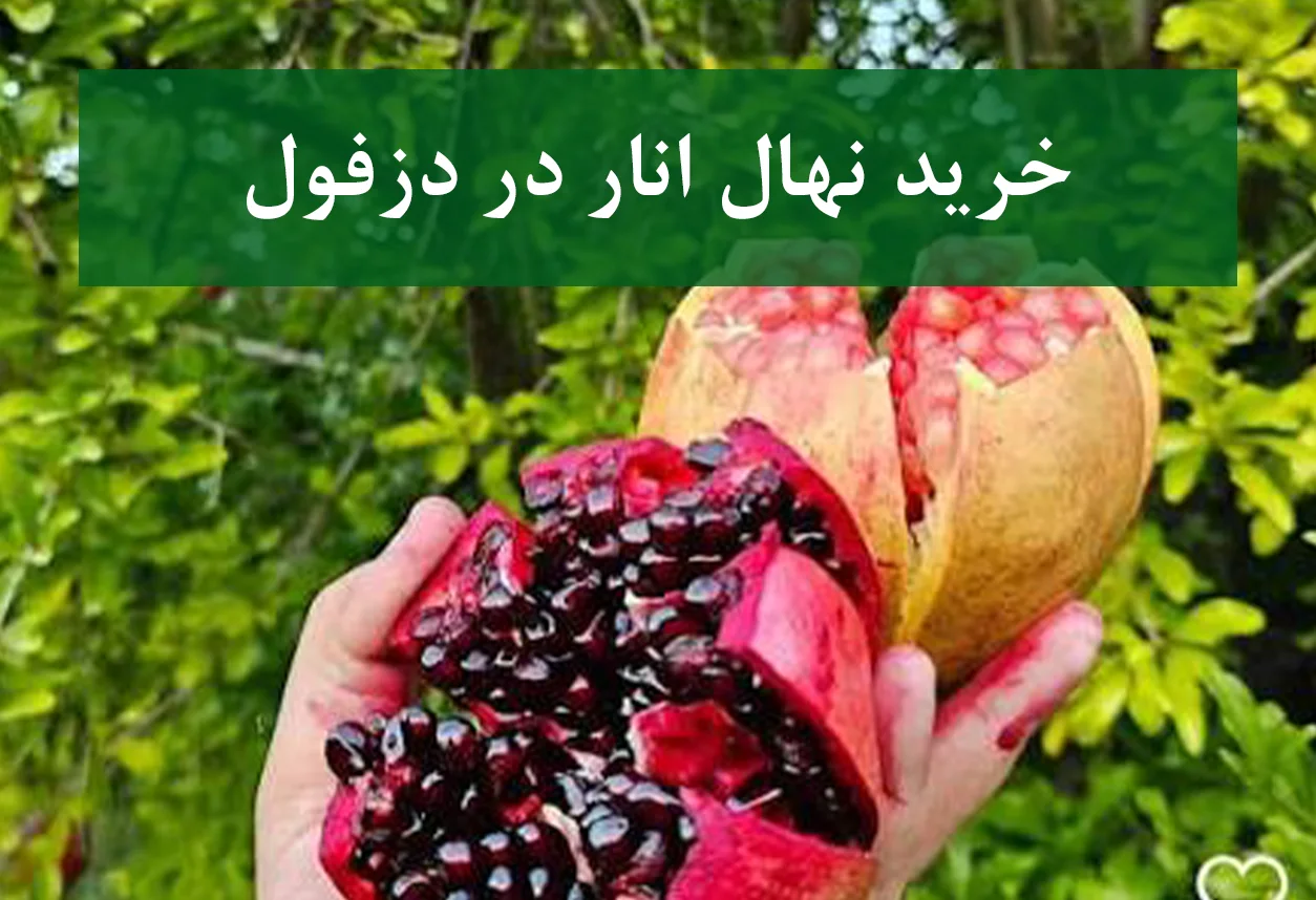 خرید نهال انار در دزفول + نهال انار اصلاح شده و شناسنامه‌دار