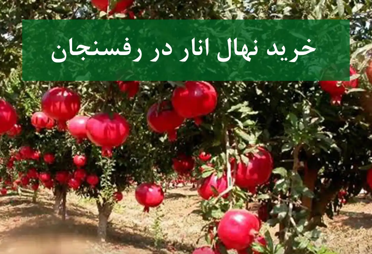 خرید نهال انار در رفسنجان + نهال انار اصلاح شده و شناسنامه‌دار