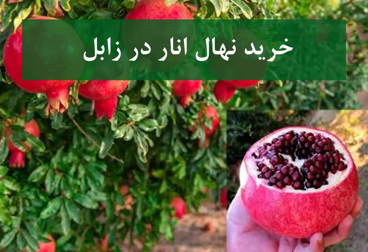 خرید نهال انار در زابل + نهال انار پیوندی و پربار