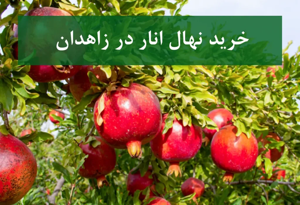 خرید نهال انار در زاهدان + نهال انار پیوندی و پربار