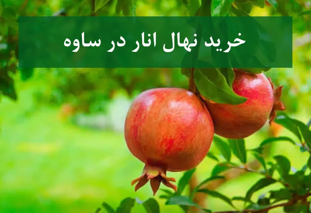 خرید نهال انار در ساوه + نهال انار پیوندی و پربار