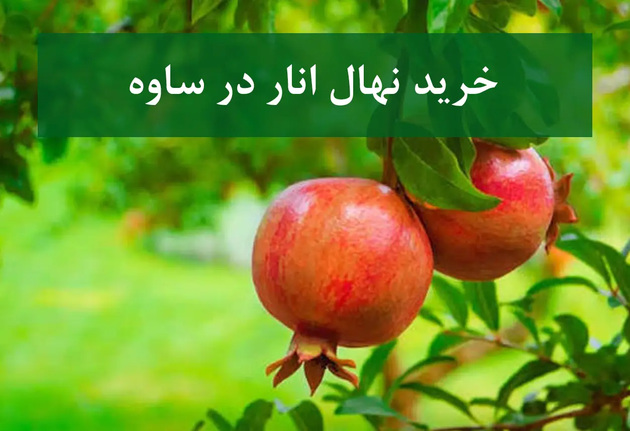 خرید نهال انار در ساوه + نهال انار پیوندی و پربار