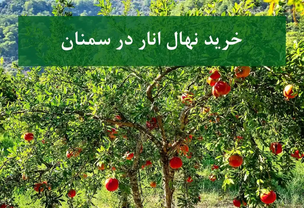 خرید نهال انار در سمنان + نهال انار پیوندی و پربار