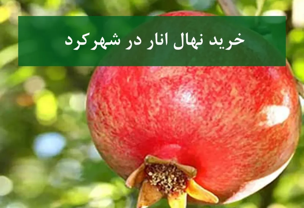 خرید نهال انار در شهرکرد + نهال انار پیوندی و پربار